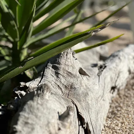 فندق مبيت وإفطار Petra Maris بيسْكيتْشّي