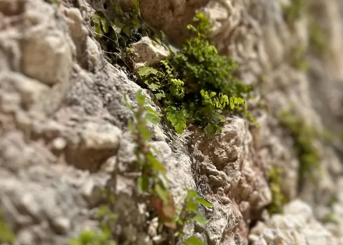 Petra Maris 4* بيسْكيتْشّي