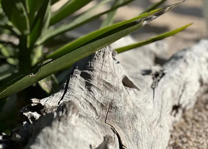 לינה וארוחת בוקר Petra Maris פסקיצ'י